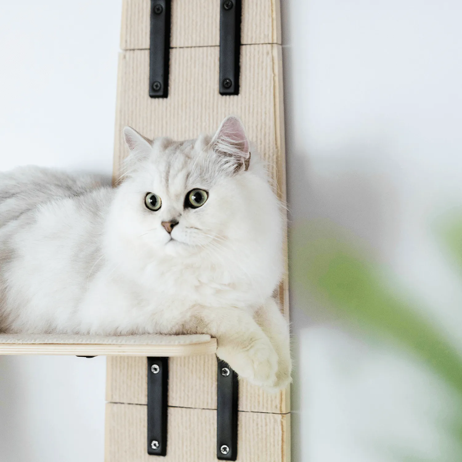 Door Hanging Cat Climber Shelves