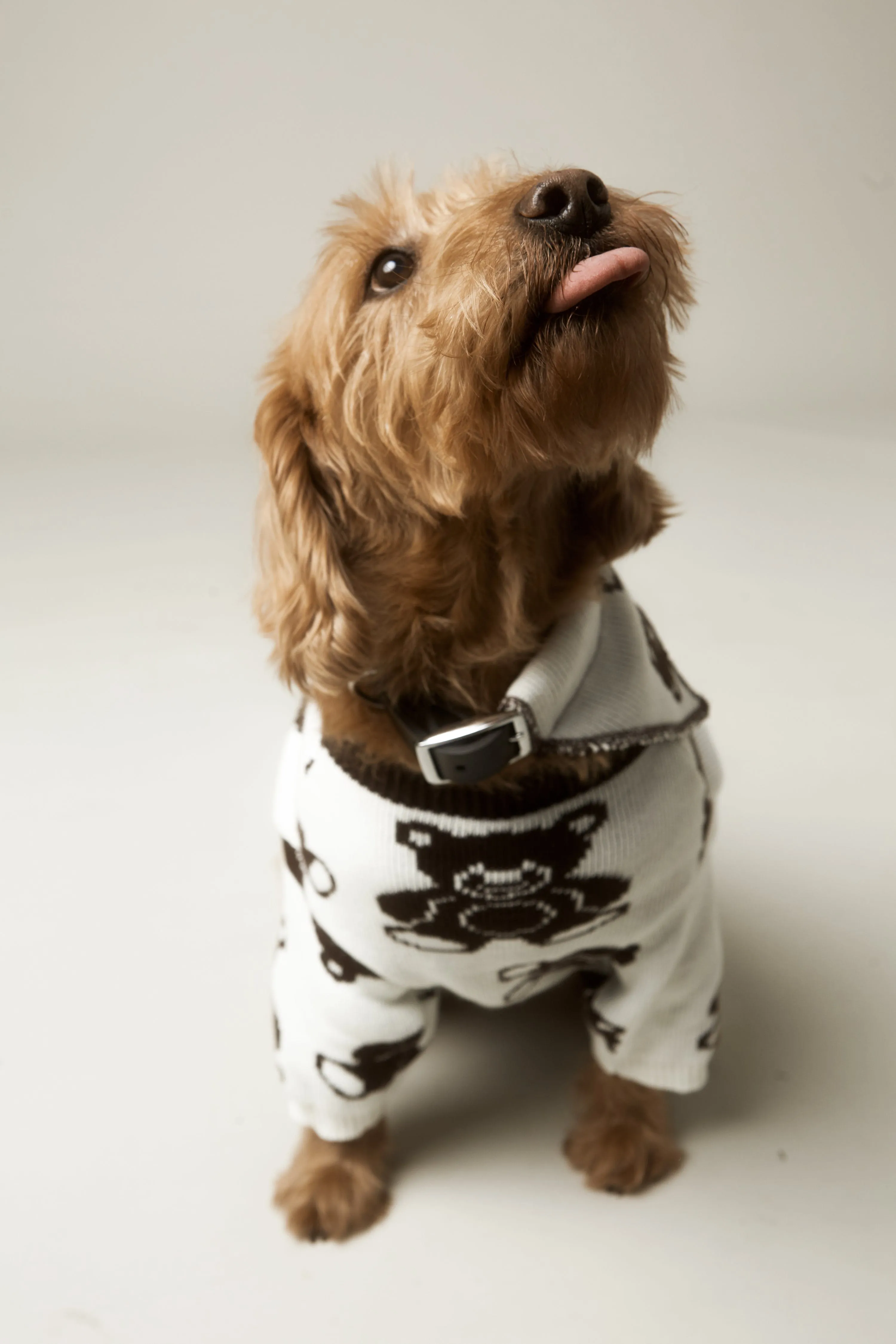 GOLDILOCKS Doggie Bandana