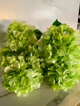 Large Green Hydrangea