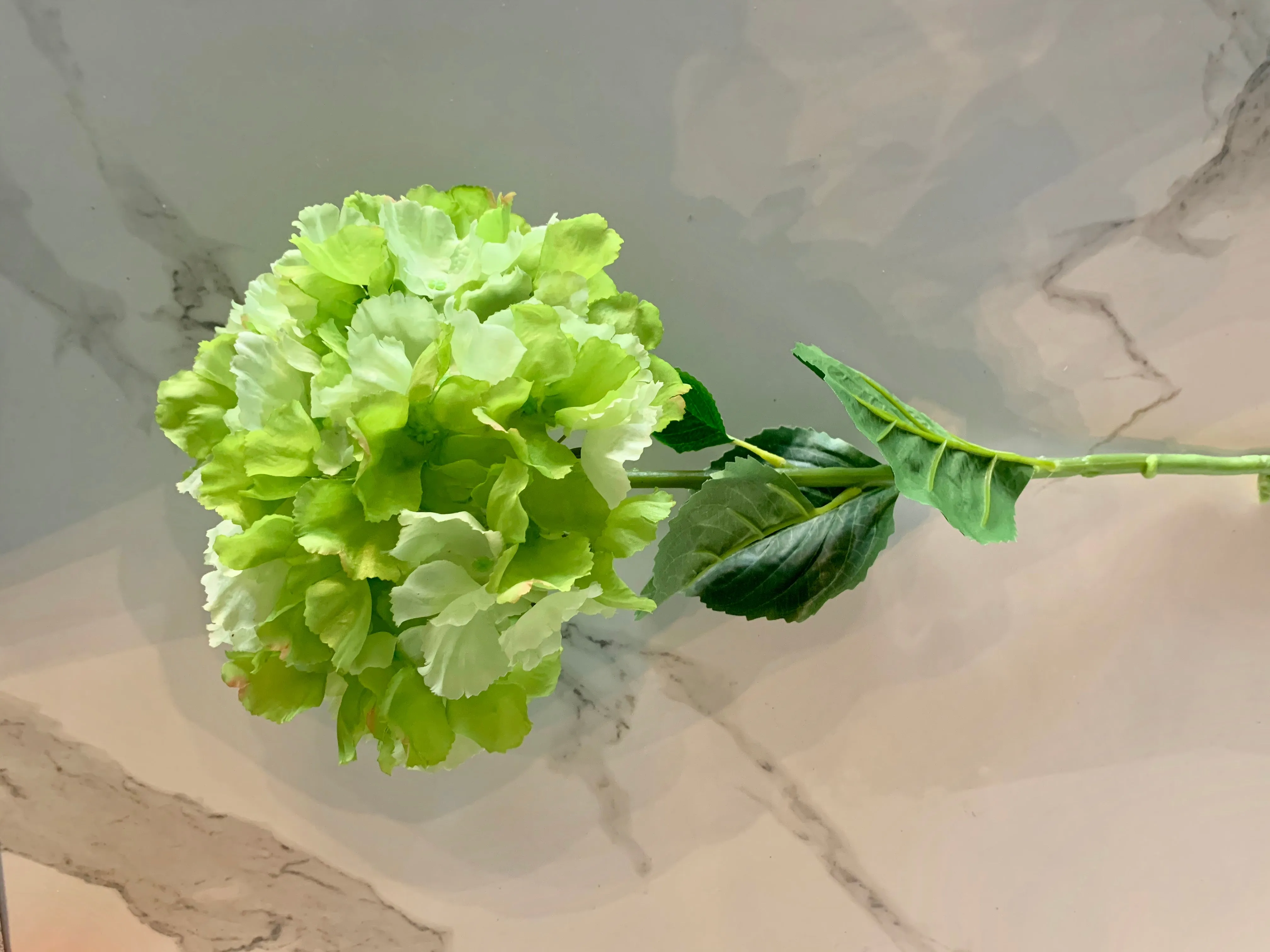 Large Green Hydrangea