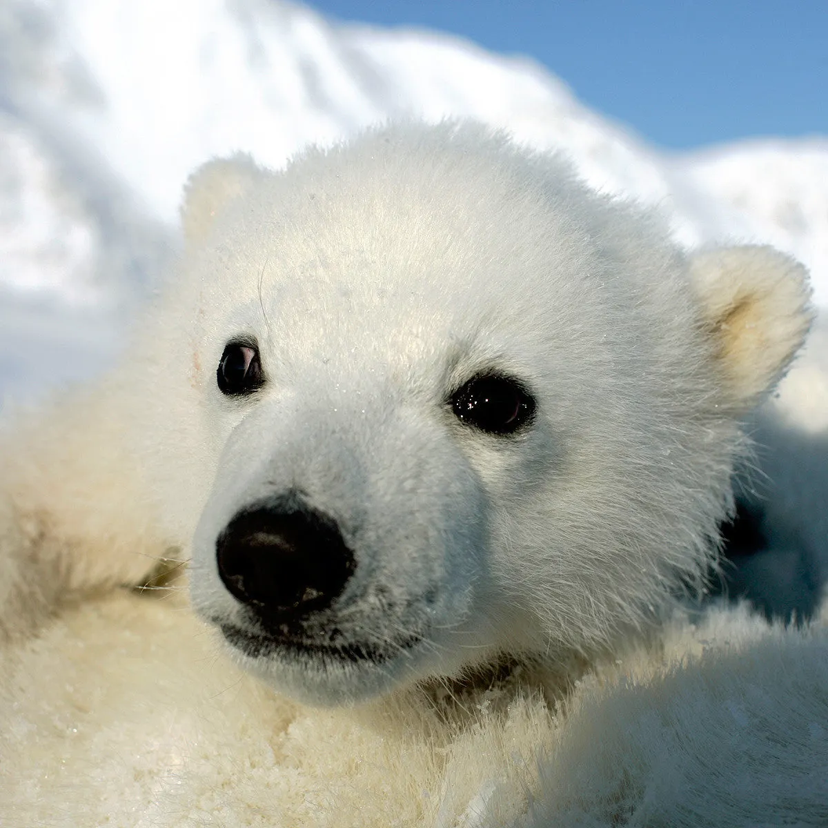 protect polar bear dens